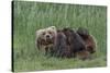 USA, Alaska, Katmai National Park, Hallo Bay. Coastal Brown Bear nursing-Frank Zurey-Stretched Canvas