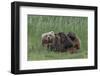 USA, Alaska, Katmai National Park, Hallo Bay. Coastal Brown Bear nursing-Frank Zurey-Framed Photographic Print