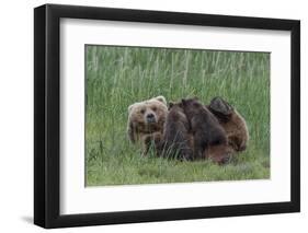 USA, Alaska, Katmai National Park, Hallo Bay. Coastal Brown Bear nursing-Frank Zurey-Framed Photographic Print