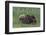 USA, Alaska, Katmai National Park, Hallo Bay. Coastal Brown Bear nursing-Frank Zurey-Framed Photographic Print