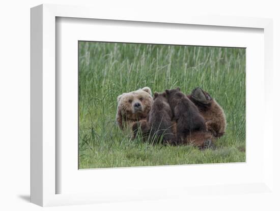 USA, Alaska, Katmai National Park, Hallo Bay. Coastal Brown Bear nursing-Frank Zurey-Framed Photographic Print