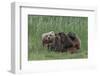 USA, Alaska, Katmai National Park, Hallo Bay. Coastal Brown Bear nursing-Frank Zurey-Framed Photographic Print