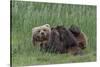 USA, Alaska, Katmai National Park, Hallo Bay. Coastal Brown Bear nursing-Frank Zurey-Stretched Canvas