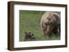 USA, Alaska, Katmai National Park, Hallo Bay. Coastal Brown Bear with cub-Frank Zurey-Framed Photographic Print