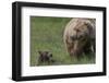 USA, Alaska, Katmai National Park, Hallo Bay. Coastal Brown Bear with cub-Frank Zurey-Framed Photographic Print