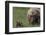 USA, Alaska, Katmai National Park, Hallo Bay. Coastal Brown Bear with cub-Frank Zurey-Framed Photographic Print