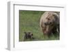 USA, Alaska, Katmai National Park, Hallo Bay. Coastal Brown Bear with cub-Frank Zurey-Framed Photographic Print