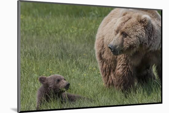 USA, Alaska, Katmai National Park, Hallo Bay. Coastal Brown Bear with cub-Frank Zurey-Mounted Photographic Print