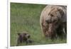 USA, Alaska, Katmai National Park, Hallo Bay. Coastal Brown Bear with cub-Frank Zurey-Framed Photographic Print