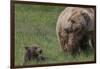 USA, Alaska, Katmai National Park, Hallo Bay. Coastal Brown Bear with cub-Frank Zurey-Framed Photographic Print