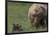 USA, Alaska, Katmai National Park, Hallo Bay. Coastal Brown Bear with cub-Frank Zurey-Framed Photographic Print