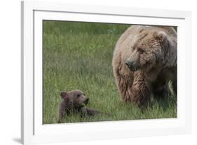 USA, Alaska, Katmai National Park, Hallo Bay. Coastal Brown Bear with cub-Frank Zurey-Framed Photographic Print