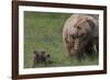 USA, Alaska, Katmai National Park, Hallo Bay. Coastal Brown Bear with cub-Frank Zurey-Framed Photographic Print
