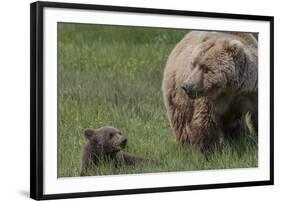 USA, Alaska, Katmai National Park, Hallo Bay. Coastal Brown Bear with cub-Frank Zurey-Framed Photographic Print