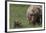 USA, Alaska, Katmai National Park, Hallo Bay. Coastal Brown Bear with cub-Frank Zurey-Framed Photographic Print