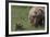 USA, Alaska, Katmai National Park, Hallo Bay. Coastal Brown Bear with cub-Frank Zurey-Framed Photographic Print