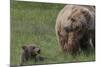 USA, Alaska, Katmai National Park, Hallo Bay. Coastal Brown Bear with cub-Frank Zurey-Mounted Photographic Print