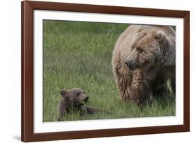 USA, Alaska, Katmai National Park, Hallo Bay. Coastal Brown Bear with cub-Frank Zurey-Framed Photographic Print