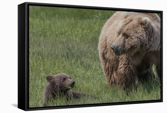 USA, Alaska, Katmai National Park, Hallo Bay. Coastal Brown Bear with cub-Frank Zurey-Framed Stretched Canvas