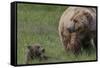 USA, Alaska, Katmai National Park, Hallo Bay. Coastal Brown Bear with cub-Frank Zurey-Framed Stretched Canvas