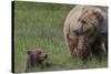 USA, Alaska, Katmai National Park, Hallo Bay. Coastal Brown Bear with cub-Frank Zurey-Stretched Canvas