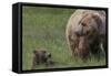 USA, Alaska, Katmai National Park, Hallo Bay. Coastal Brown Bear with cub-Frank Zurey-Framed Stretched Canvas