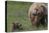 USA, Alaska, Katmai National Park, Hallo Bay. Coastal Brown Bear with cub-Frank Zurey-Stretched Canvas
