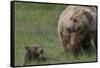 USA, Alaska, Katmai National Park, Hallo Bay. Coastal Brown Bear with cub-Frank Zurey-Framed Stretched Canvas