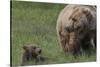 USA, Alaska, Katmai National Park, Hallo Bay. Coastal Brown Bear with cub-Frank Zurey-Stretched Canvas