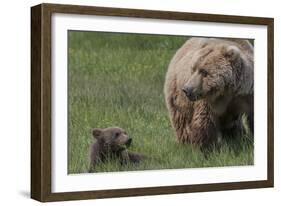 USA, Alaska, Katmai National Park, Hallo Bay. Coastal Brown Bear with cub-Frank Zurey-Framed Photographic Print