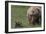 USA, Alaska, Katmai National Park, Hallo Bay. Coastal Brown Bear with cub-Frank Zurey-Framed Photographic Print