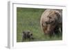 USA, Alaska, Katmai National Park, Hallo Bay. Coastal Brown Bear with cub-Frank Zurey-Framed Photographic Print