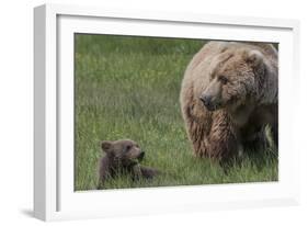 USA, Alaska, Katmai National Park, Hallo Bay. Coastal Brown Bear with cub-Frank Zurey-Framed Photographic Print