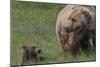 USA, Alaska, Katmai National Park, Hallo Bay. Coastal Brown Bear with cub-Frank Zurey-Mounted Photographic Print