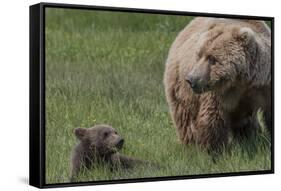 USA, Alaska, Katmai National Park, Hallo Bay. Coastal Brown Bear with cub-Frank Zurey-Framed Stretched Canvas