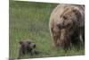 USA, Alaska, Katmai National Park, Hallo Bay. Coastal Brown Bear with cub-Frank Zurey-Mounted Premium Photographic Print
