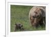 USA, Alaska, Katmai National Park, Hallo Bay. Coastal Brown Bear with cub-Frank Zurey-Framed Photographic Print