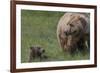 USA, Alaska, Katmai National Park, Hallo Bay. Coastal Brown Bear with cub-Frank Zurey-Framed Photographic Print