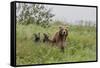 USA, Alaska, Katmai National Park, Hallo Bay. Coastal Brown Bear with twins-Frank Zurey-Framed Stretched Canvas