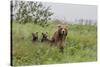 USA, Alaska, Katmai National Park, Hallo Bay. Coastal Brown Bear with twins-Frank Zurey-Stretched Canvas