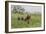 USA, Alaska, Katmai National Park, Hallo Bay. Coastal Brown Bear with twins-Frank Zurey-Framed Photographic Print