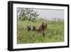 USA, Alaska, Katmai National Park, Hallo Bay. Coastal Brown Bear with twins-Frank Zurey-Framed Photographic Print