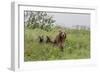 USA, Alaska, Katmai National Park, Hallo Bay. Coastal Brown Bear with twins-Frank Zurey-Framed Photographic Print