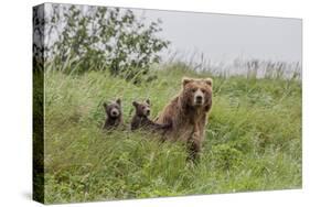 USA, Alaska, Katmai National Park, Hallo Bay. Coastal Brown Bear with twins-Frank Zurey-Stretched Canvas