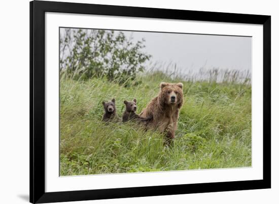 USA, Alaska, Katmai National Park, Hallo Bay. Coastal Brown Bear with twins-Frank Zurey-Framed Premium Photographic Print