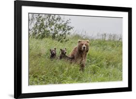 USA, Alaska, Katmai National Park, Hallo Bay. Coastal Brown Bear with twins-Frank Zurey-Framed Premium Photographic Print