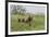 USA, Alaska, Katmai National Park, Hallo Bay. Coastal Brown Bear with twins-Frank Zurey-Framed Premium Photographic Print