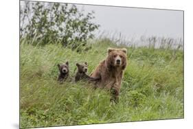 USA, Alaska, Katmai National Park, Hallo Bay. Coastal Brown Bear with twins-Frank Zurey-Mounted Premium Photographic Print