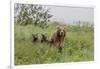 USA, Alaska, Katmai National Park, Hallo Bay. Coastal Brown Bear with twins-Frank Zurey-Framed Photographic Print