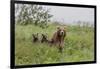 USA, Alaska, Katmai National Park, Hallo Bay. Coastal Brown Bear with twins-Frank Zurey-Framed Photographic Print